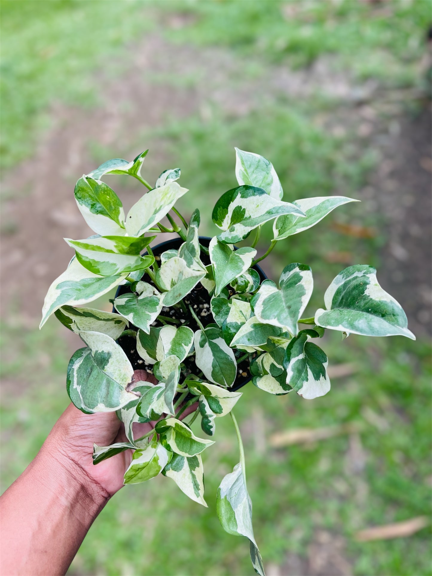 Epipremnum Aureum 'N'Joy'