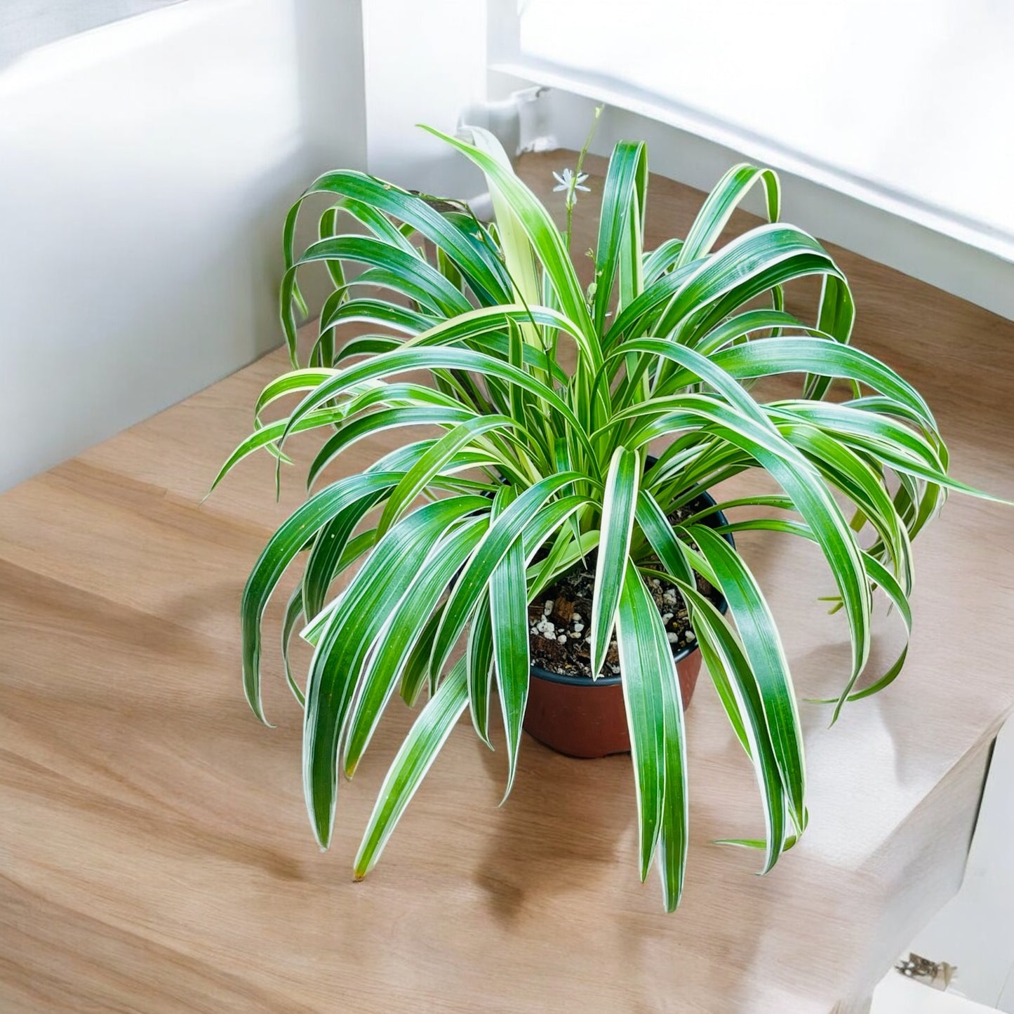 Spider Plant (Chlorophytum Comosum)