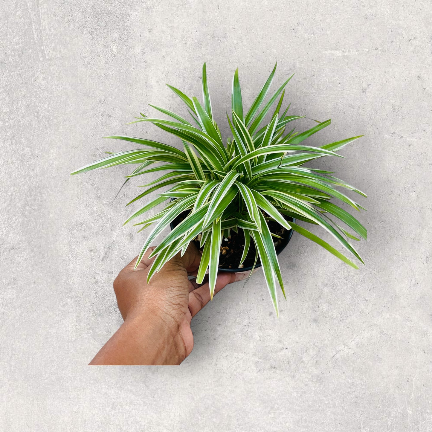 Spider Plant (Chlorophytum Comosum)