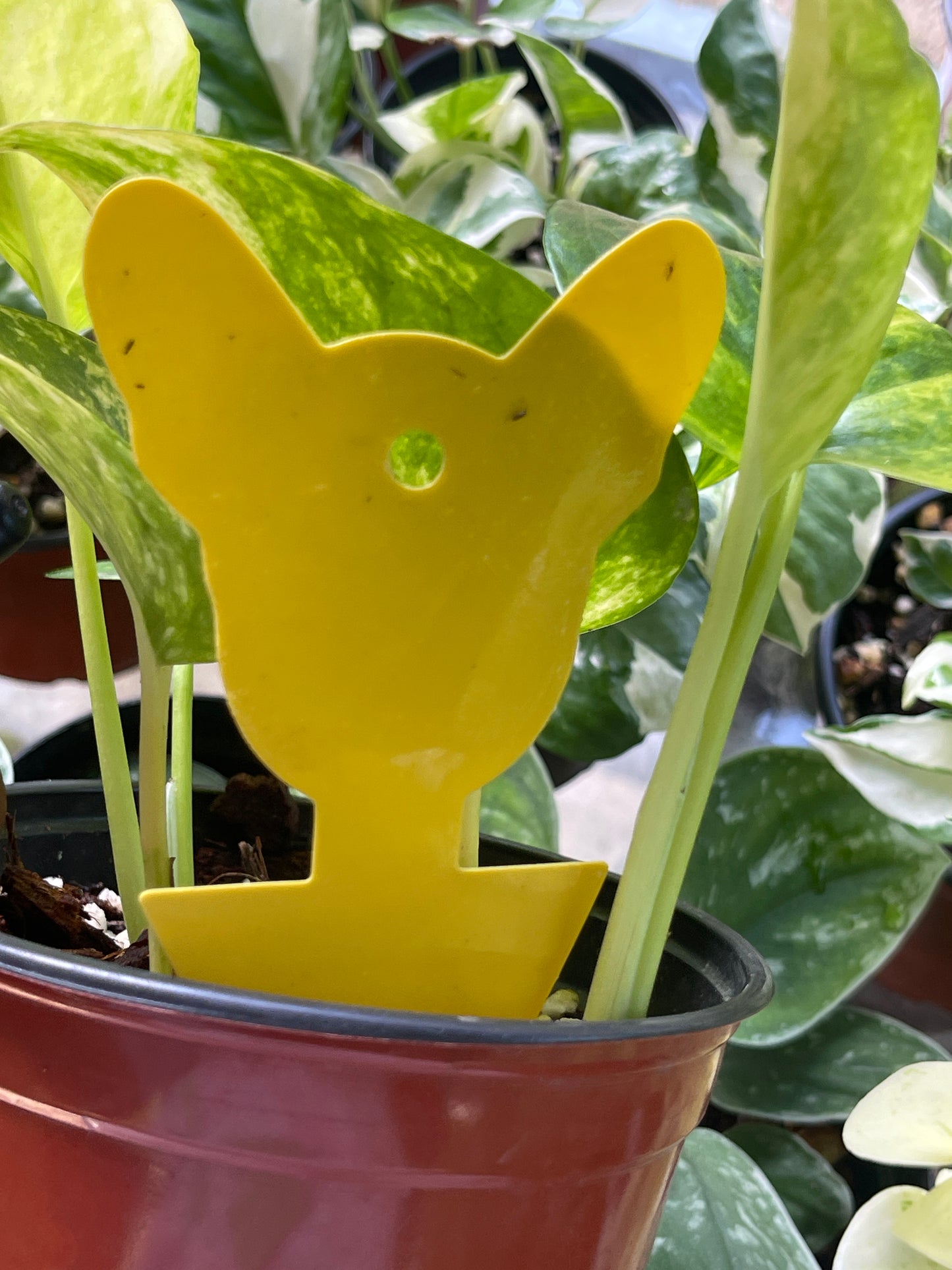 Yellow Sticky Traps
