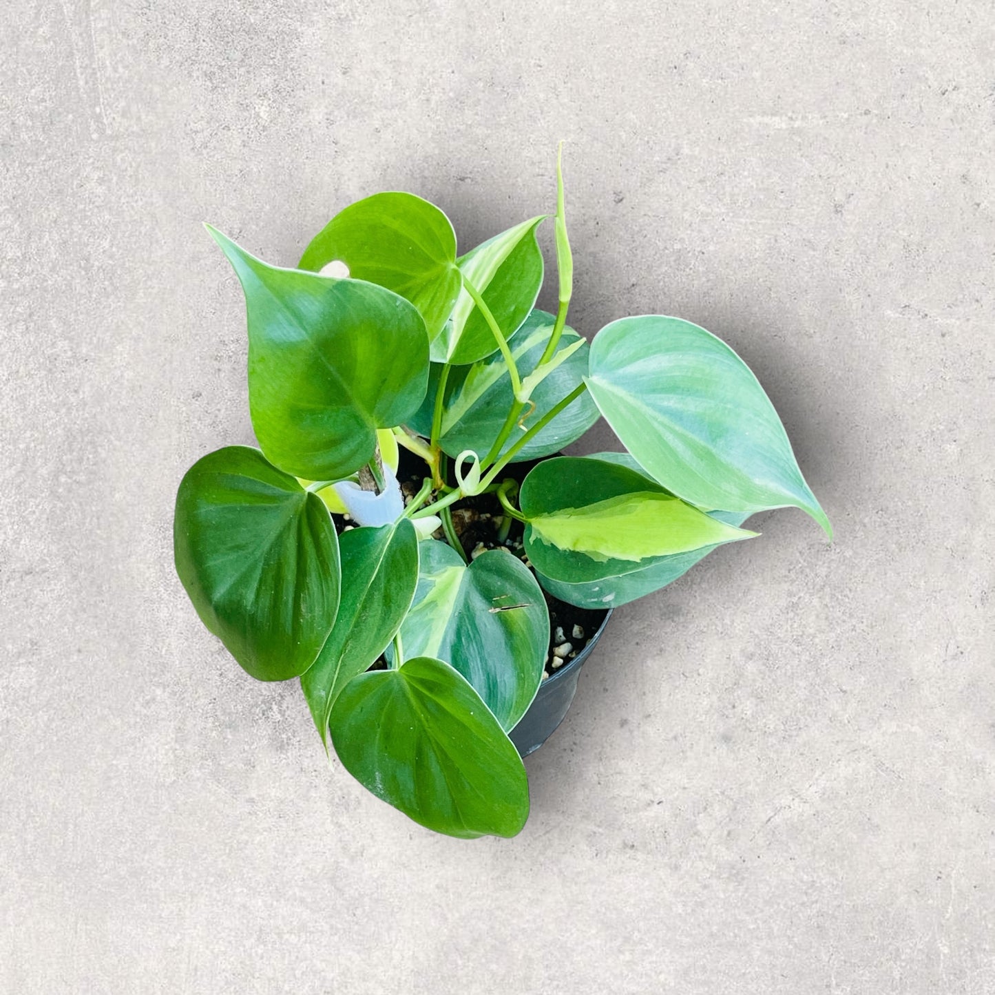 Philodendron 'Brasil'