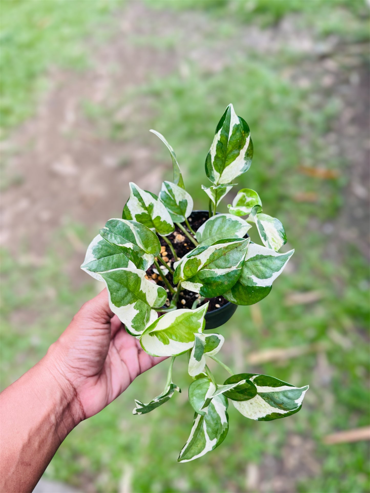 Epipremnum Aureum 'N'Joy'