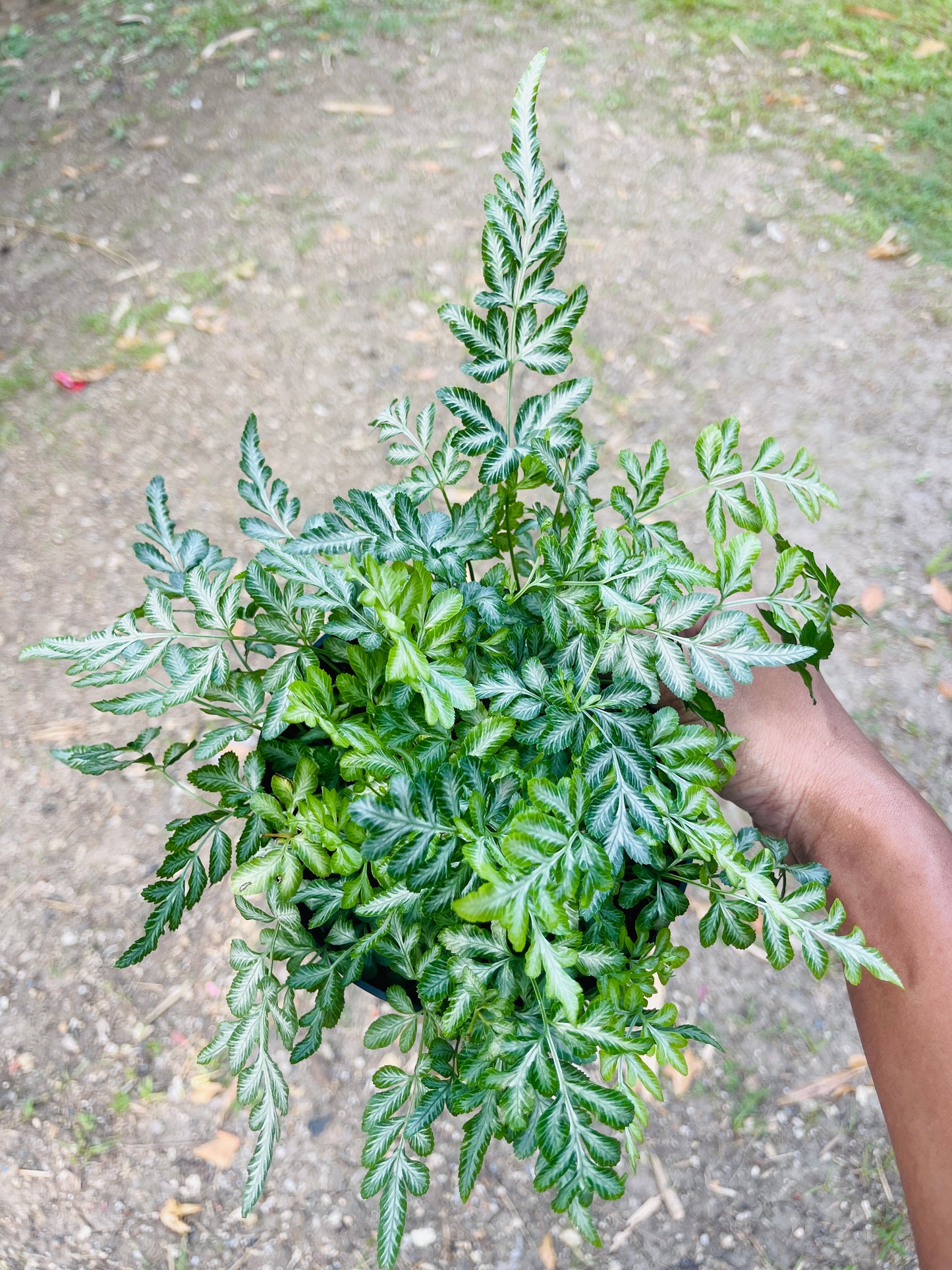 Silverlace Fern (Pteris Ensiformis)