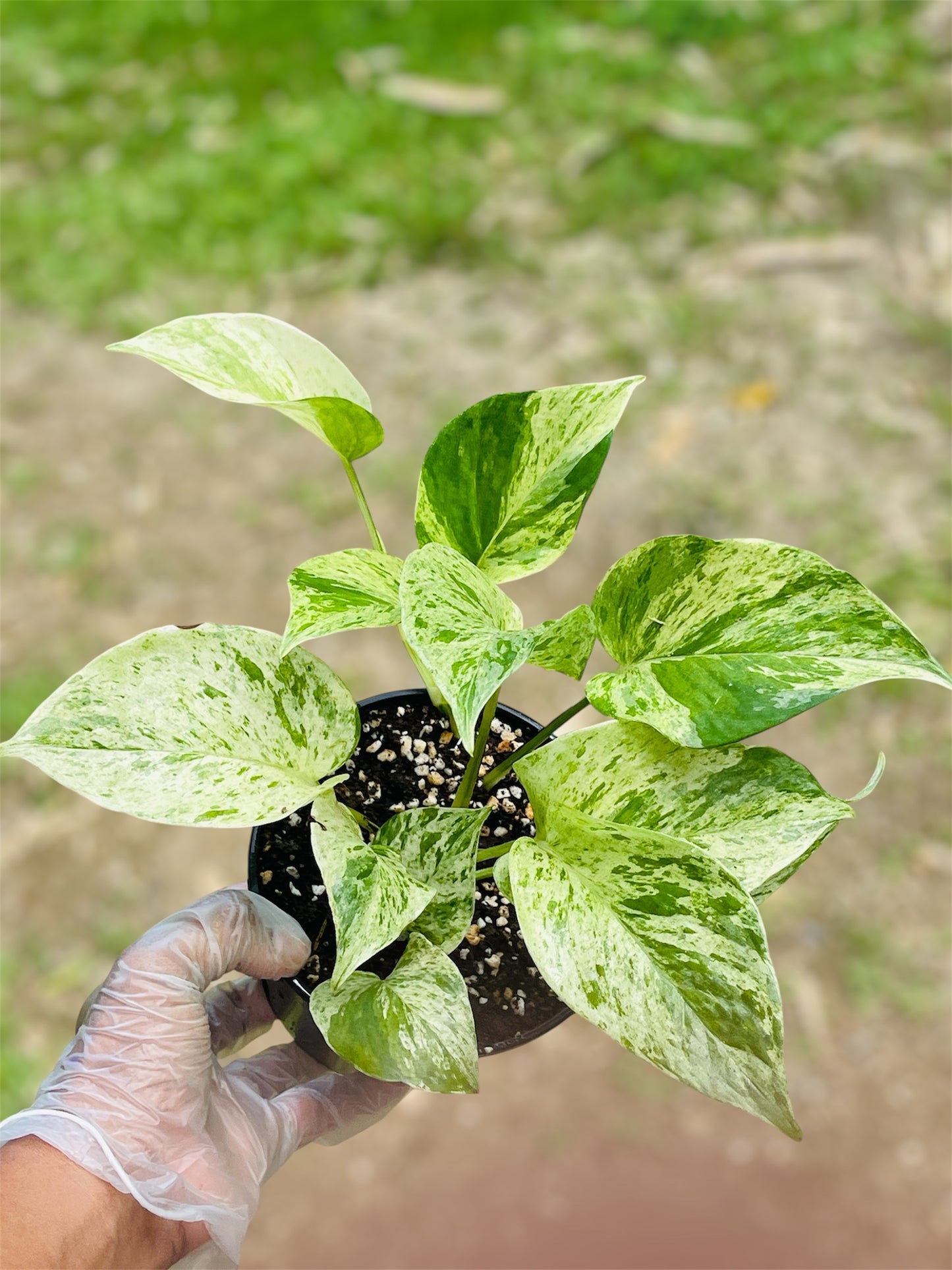 Epipremnum Aureum 'Marble Queen'