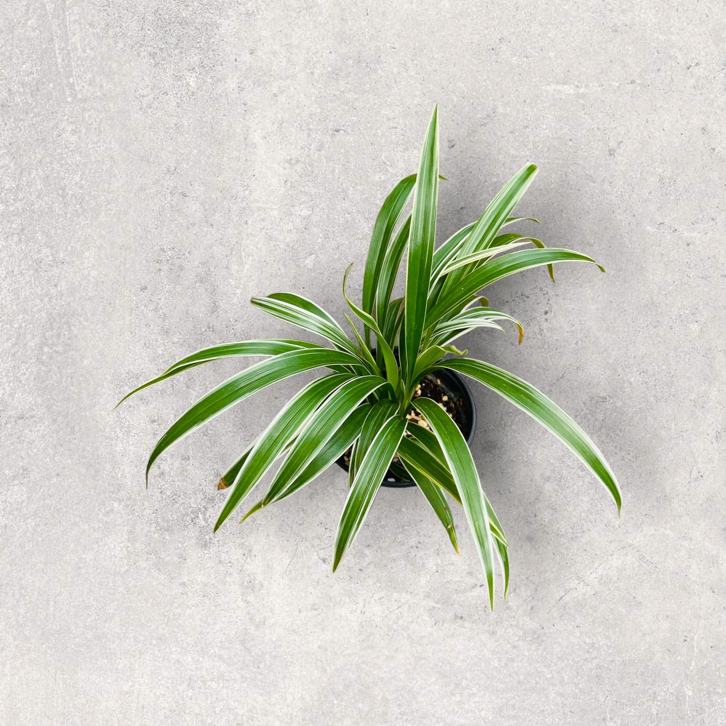 Spider Plant (Chlorophytum Comosum)