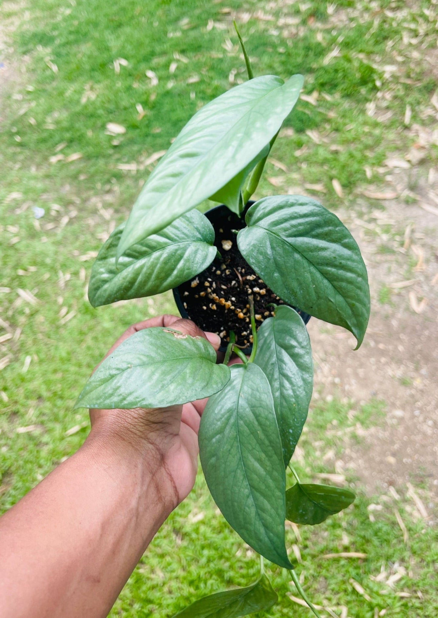 Epipremnum Pinnatum ‘Cebu Blue’
