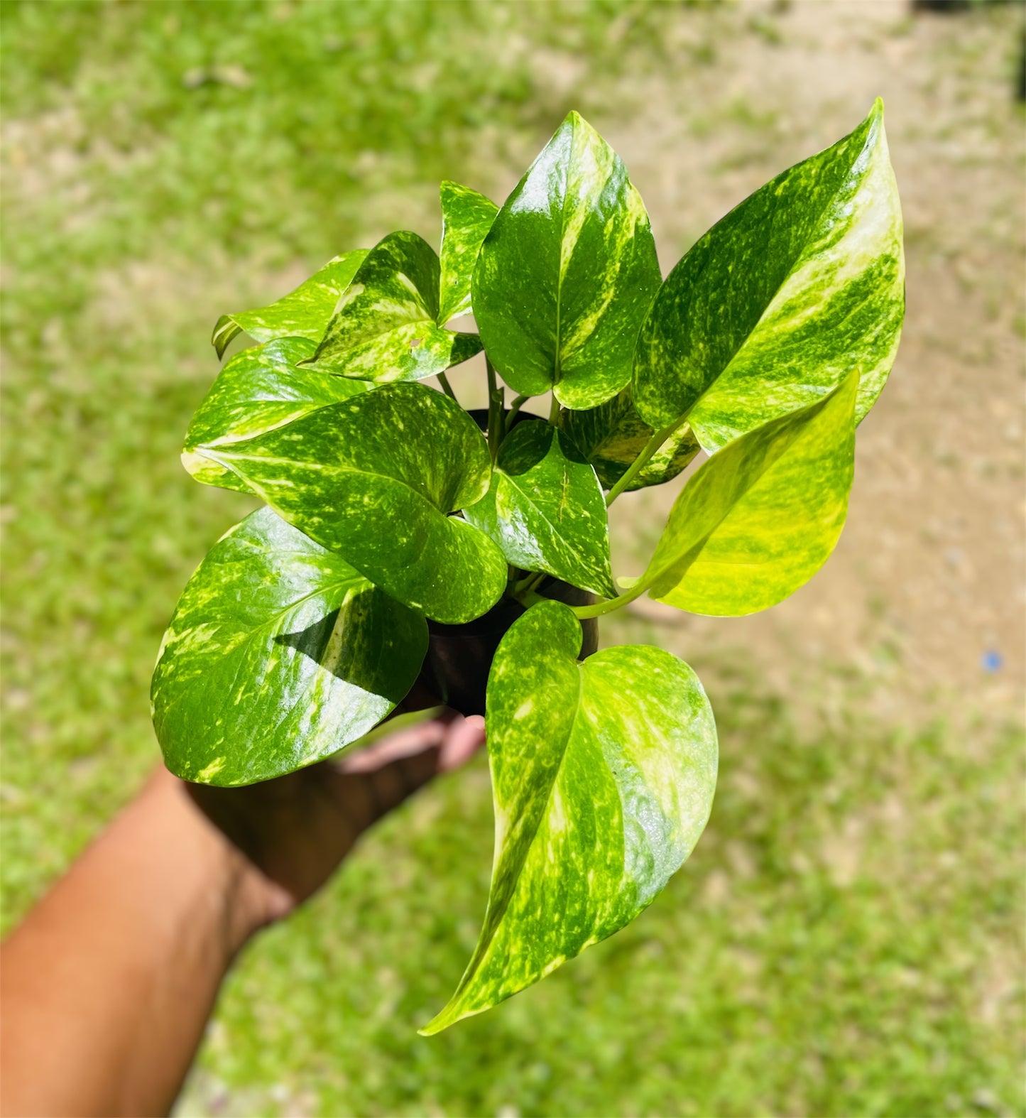 Epipremnum Aureum 'Golden Pothos'