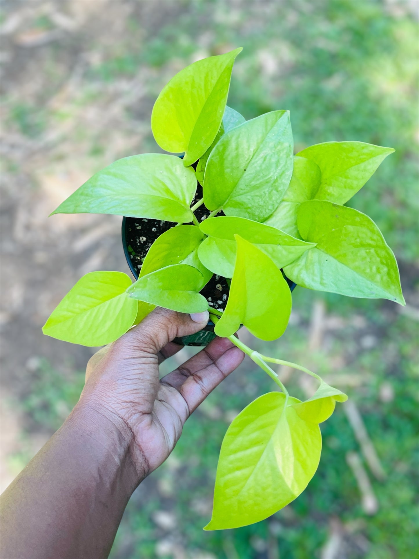 Epipremnum Aureum 'Neon'