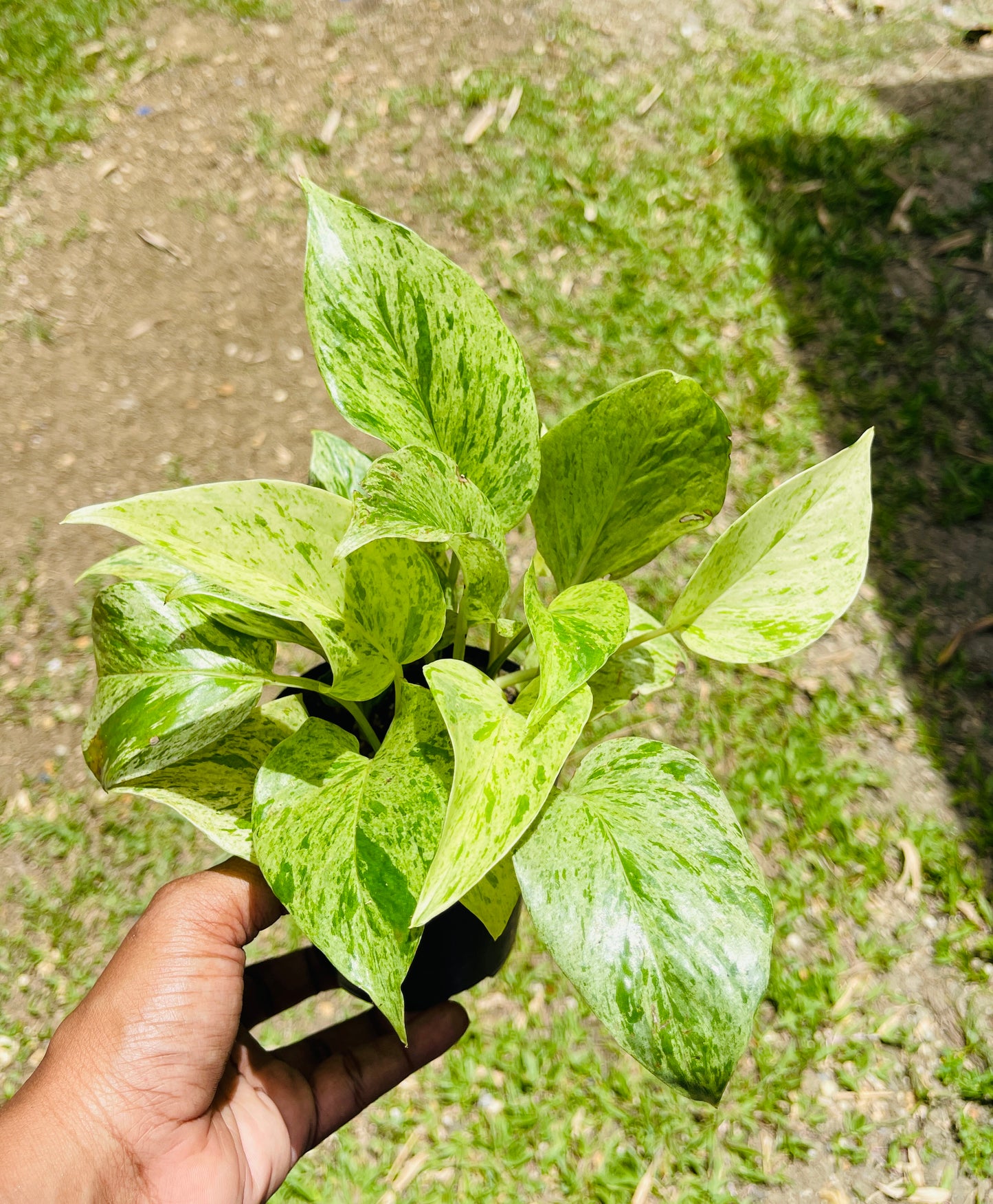 Epipremnum Aureum 'Marble Queen'