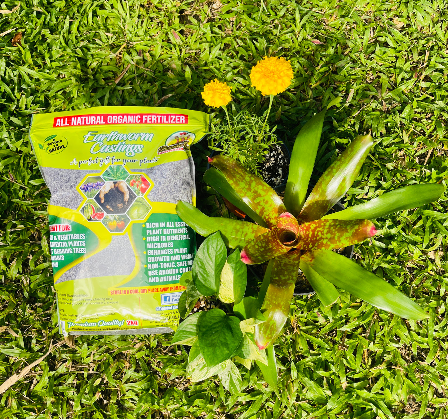 Boissierre Greens Earthworm Castings