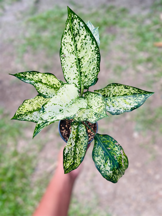 Aglaonema 'Snow Queen'