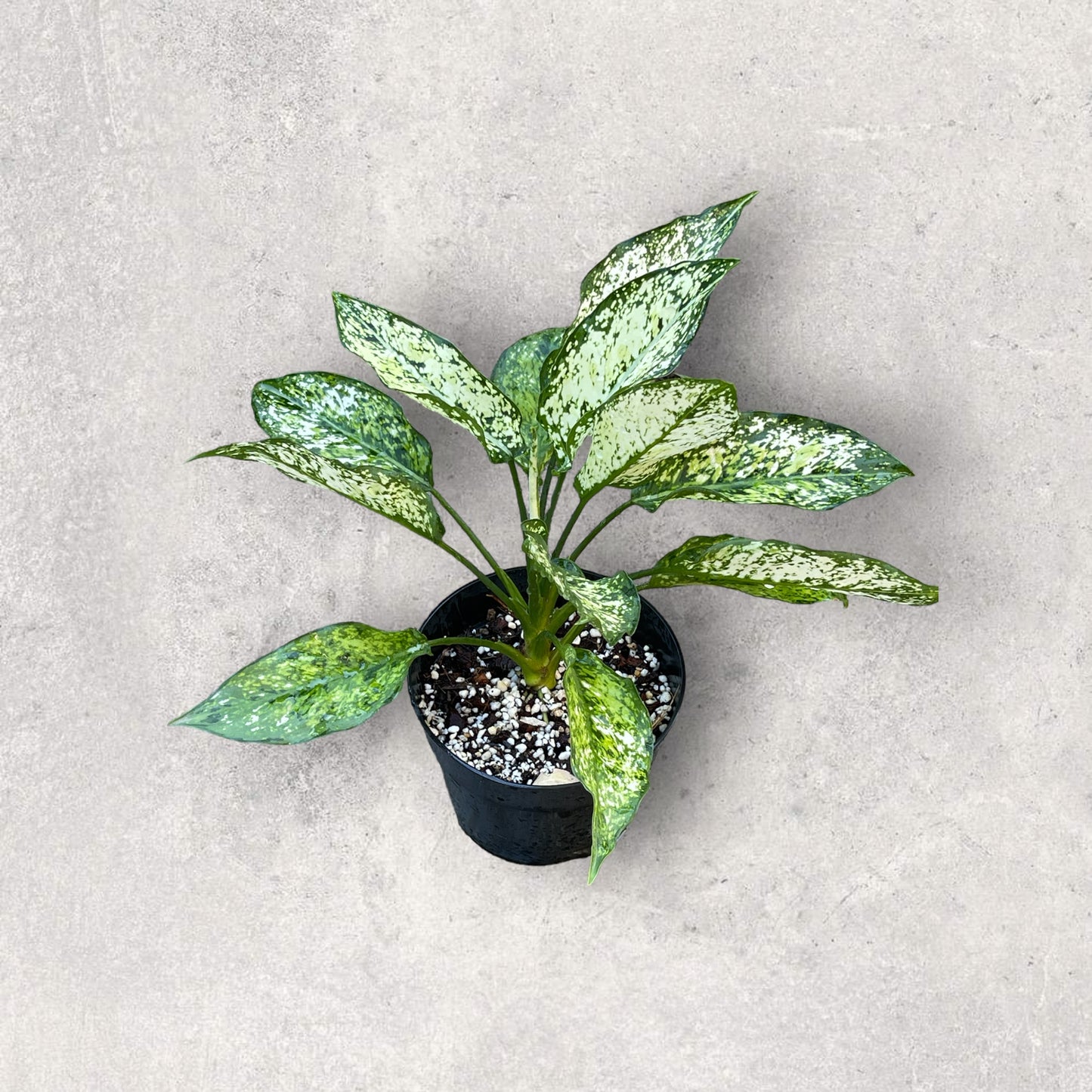 Chinese Evergreen (Aglaonema)