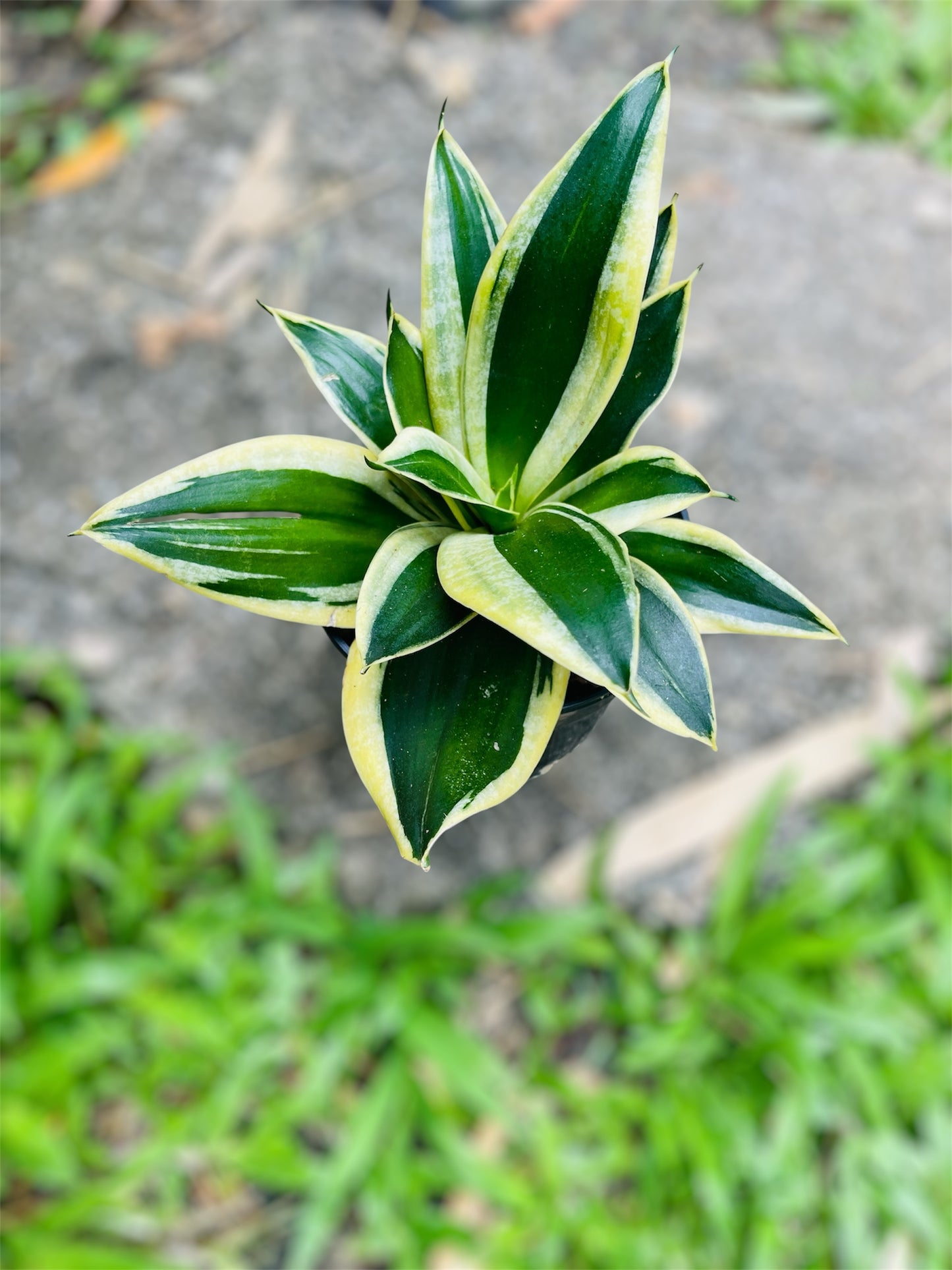 Bird Nest Snake Plant (Dracaena Trifasciata Hahnii)