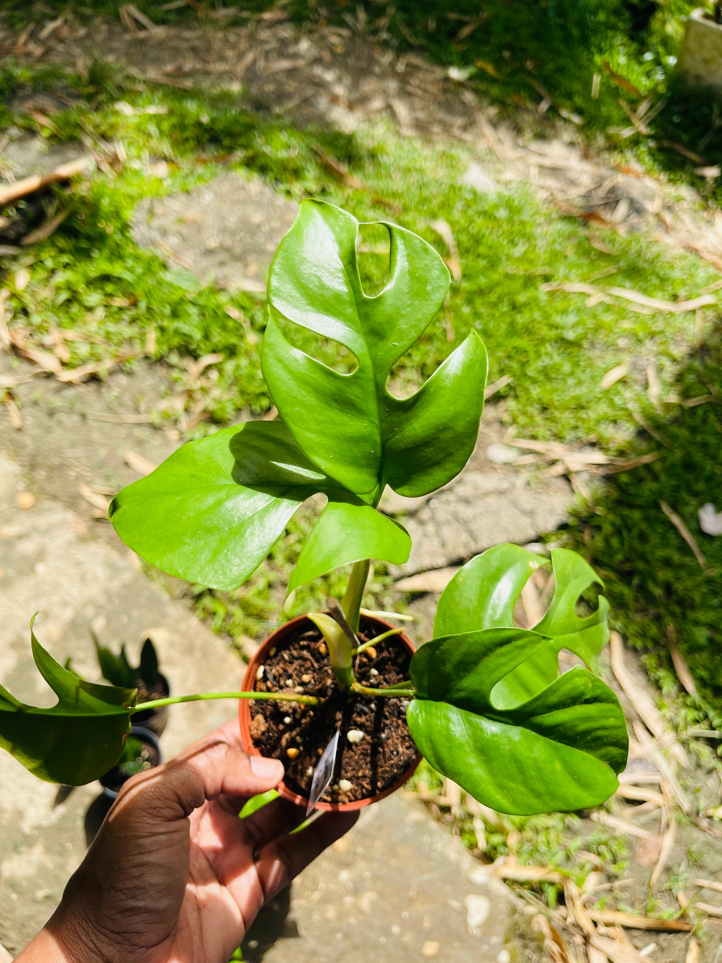 Rhaphidophora 'Tetrasperma'