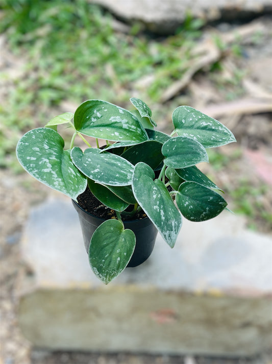 Scindapsus Pictus 'Silvery Ann'