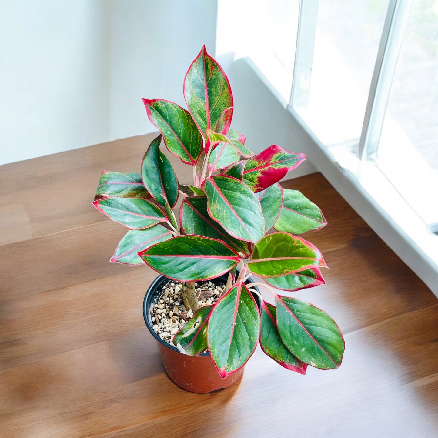 Chinese Evergreen (Aglaonema)