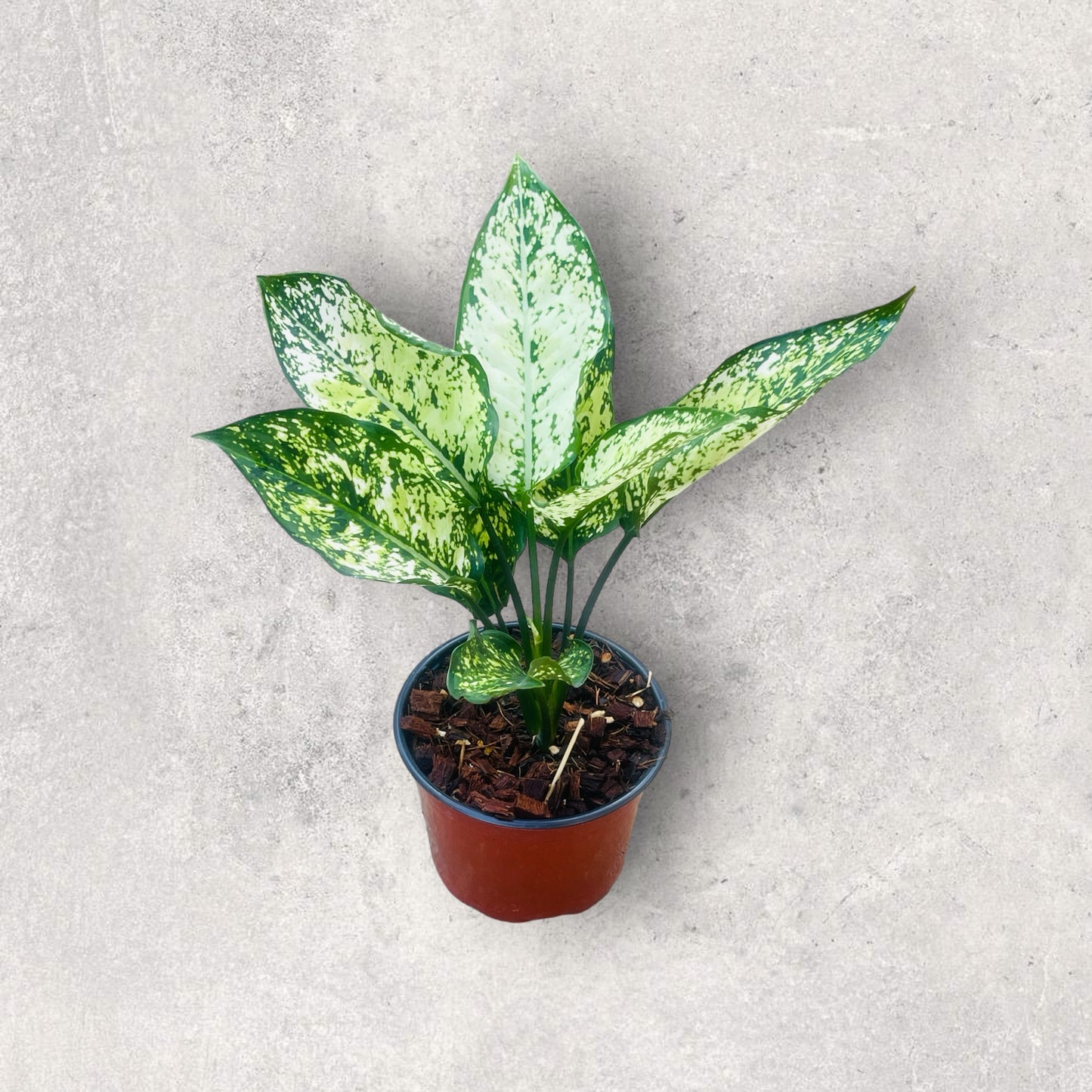 Chinese Evergreen (Aglaonema)