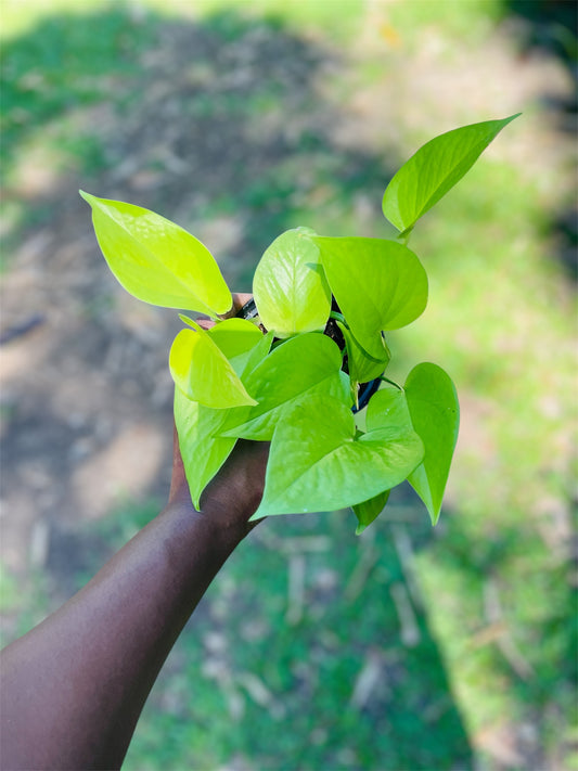 Epipremnum Aureum 'Neon'