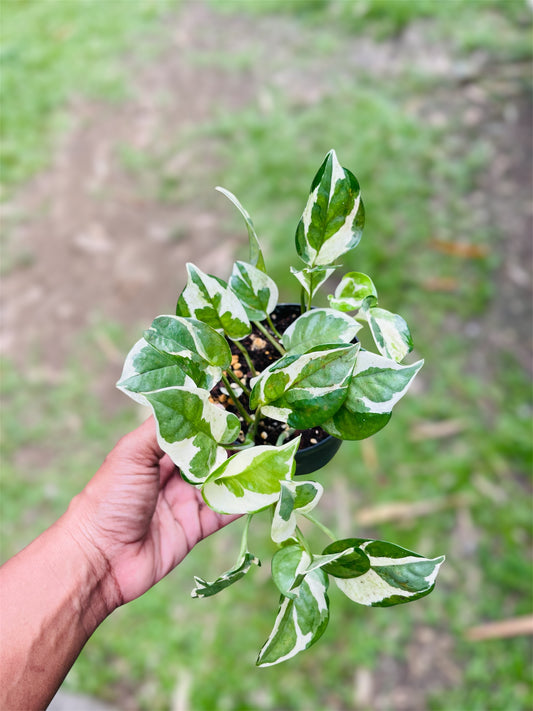 Epipremnum Aureum 'N'Joy'