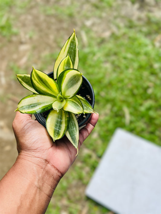 Bird Nest Snake Plant (Dracaena Trifasciata Hahnii)