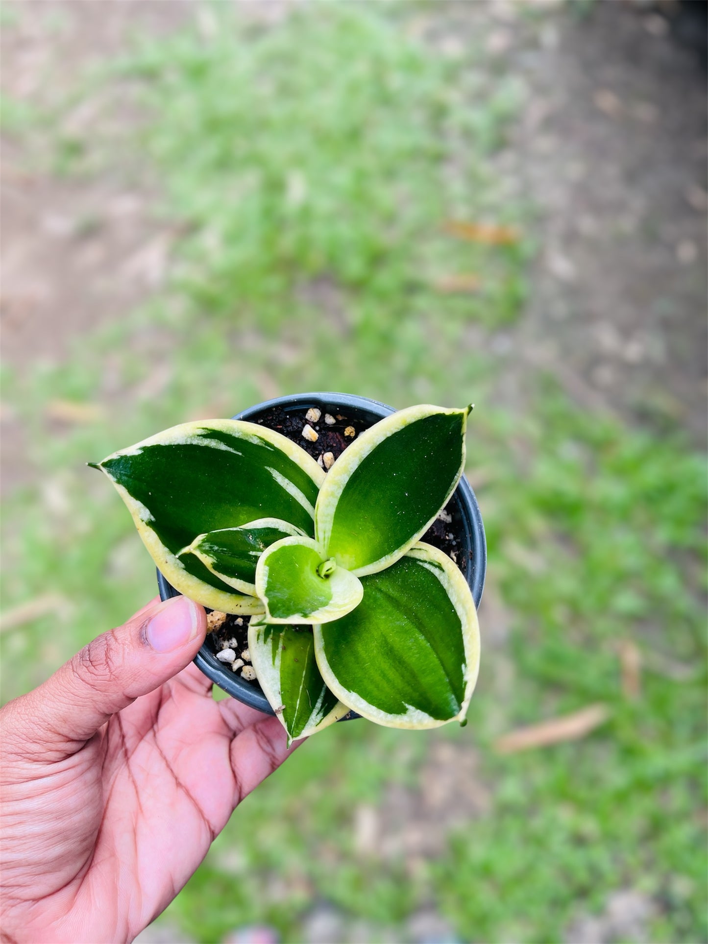 Bird Nest Snake Plant (Dracaena Trifasciata Hahnii)