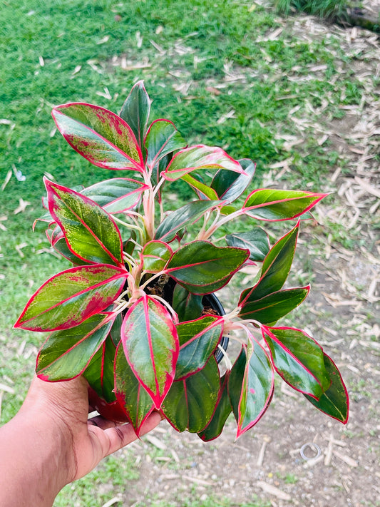 Aglaonema 'Red Siam'