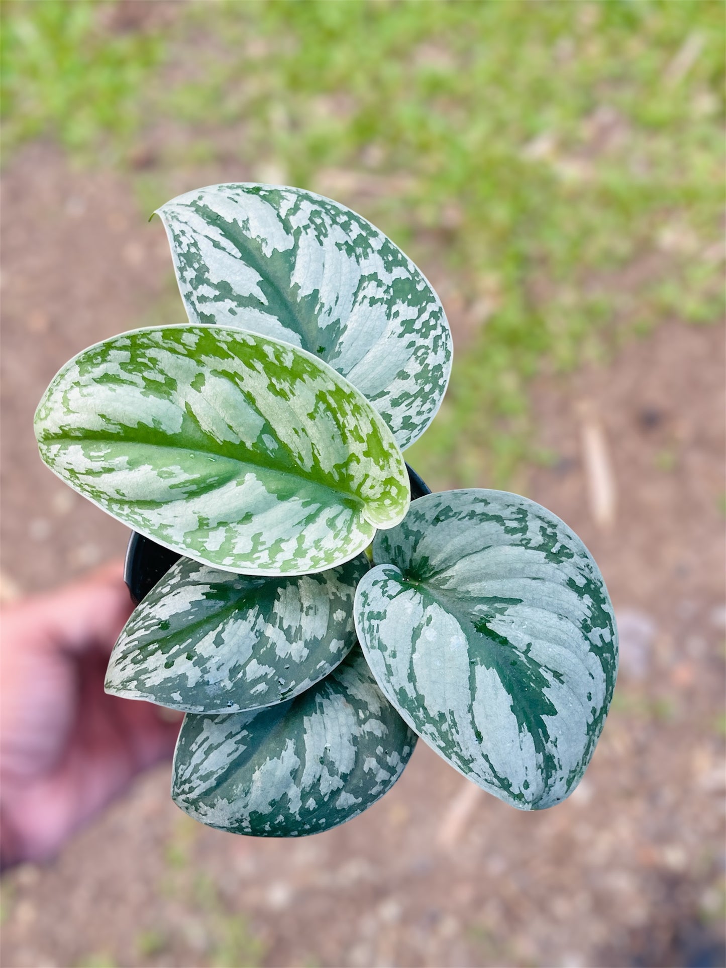 Scindapsus Pictus 'Exotica'