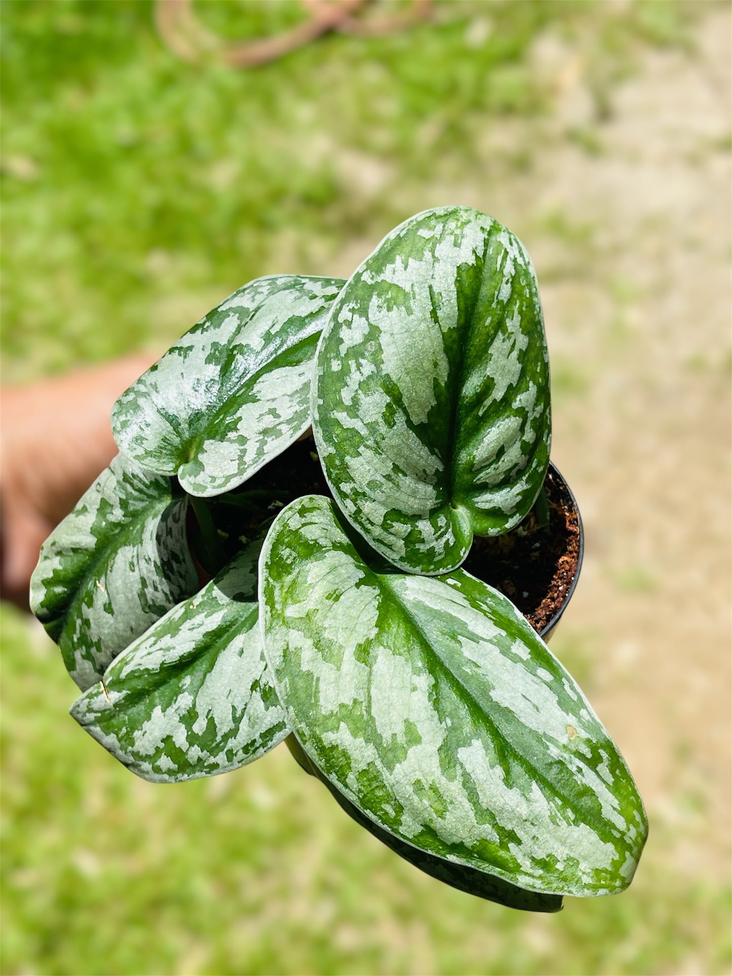 Scindapsus Pictus 'Exotica'