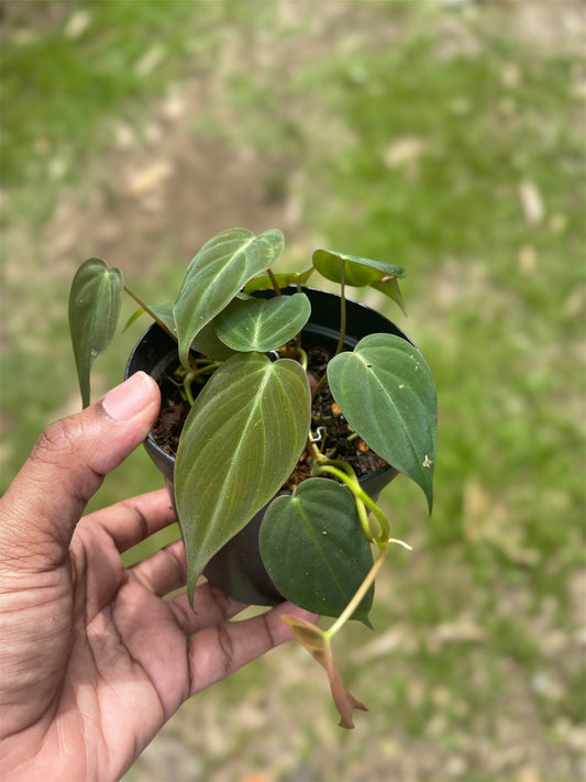 Philodendron Micans