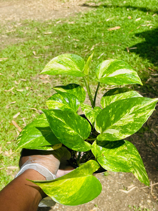 Epipremnum Aureum 'Golden Pothos'