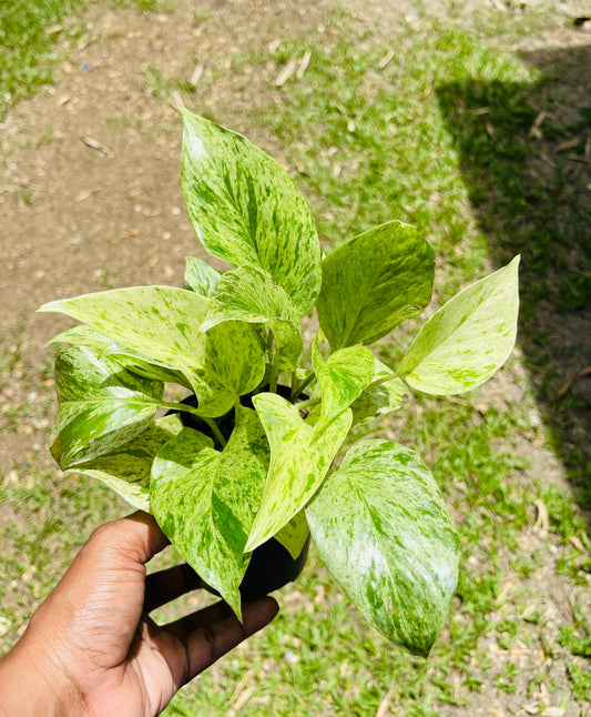 Epipremnum Aureum 'Marble Queen'