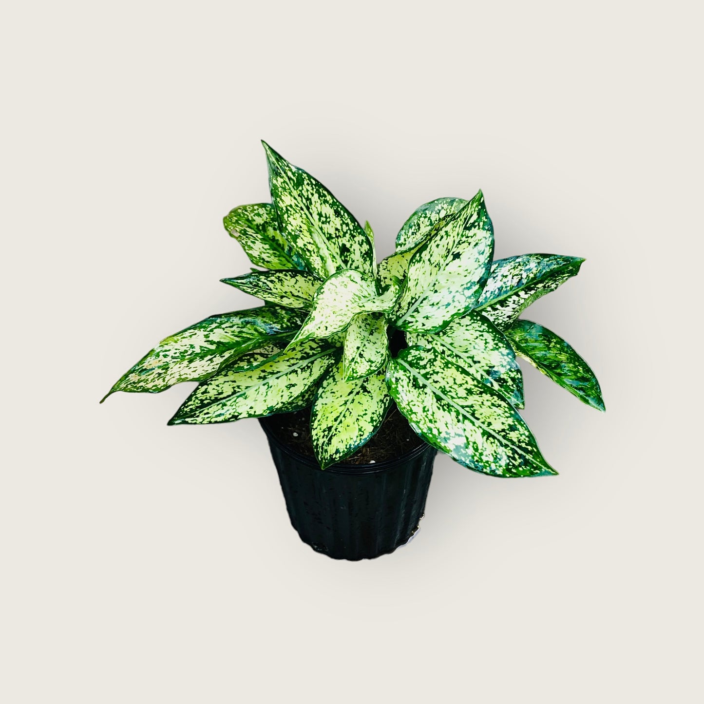 Chinese Evergreen (Aglaonema)