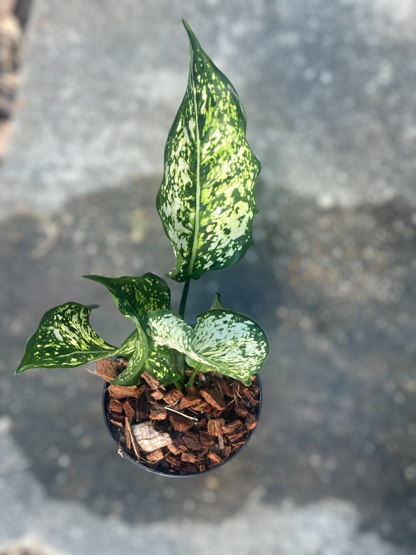 Chinese Evergreen (Aglaonema)